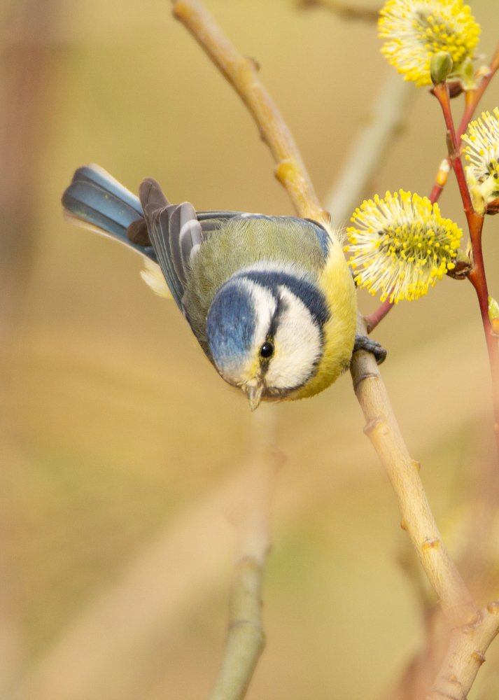 Весна пришла.
