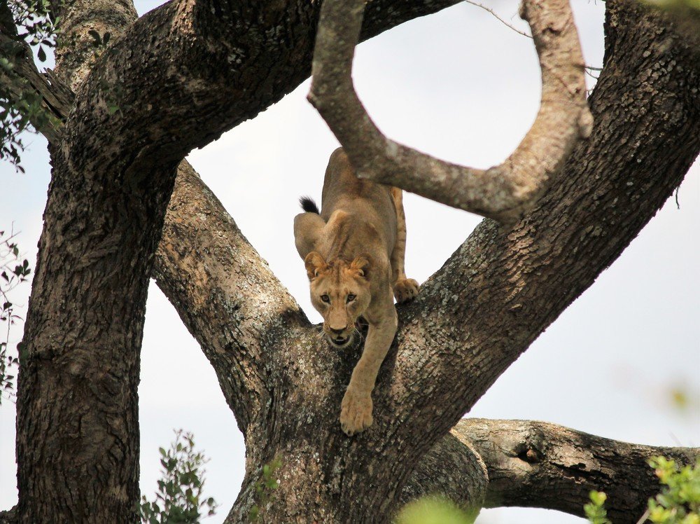 what goes up comes down