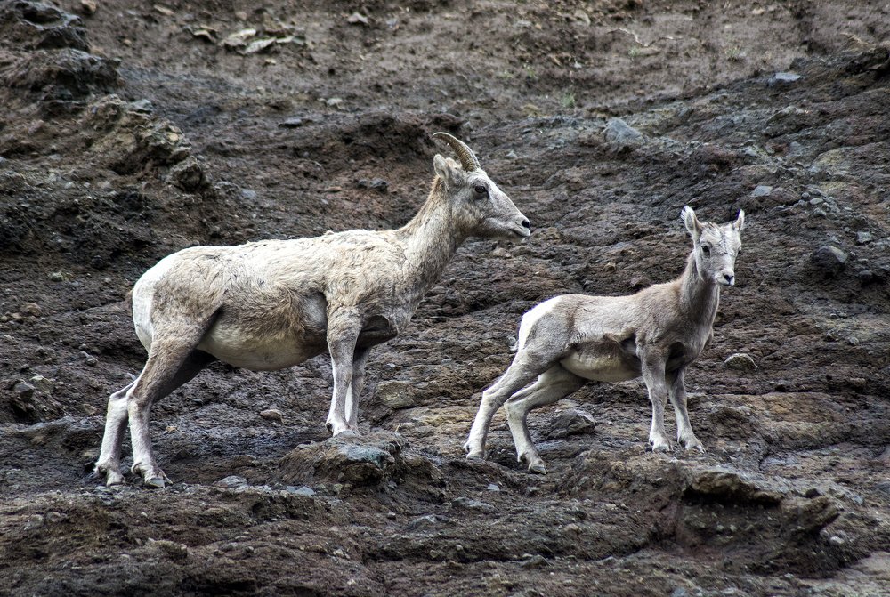 Горные козы. Национальны парк Йеллоустон, США.