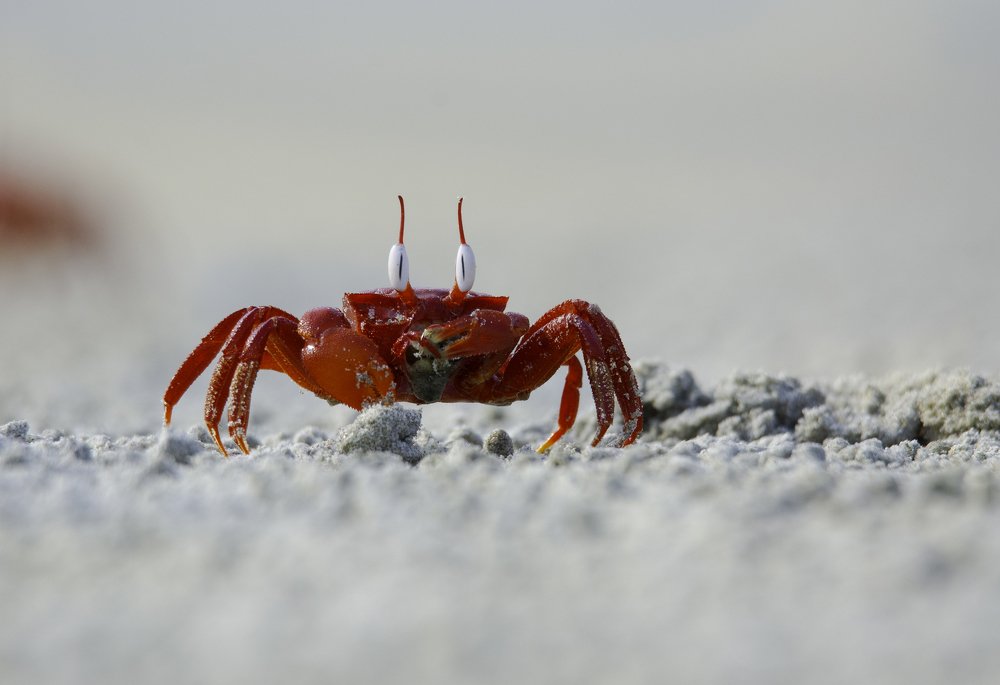 _Red Crab