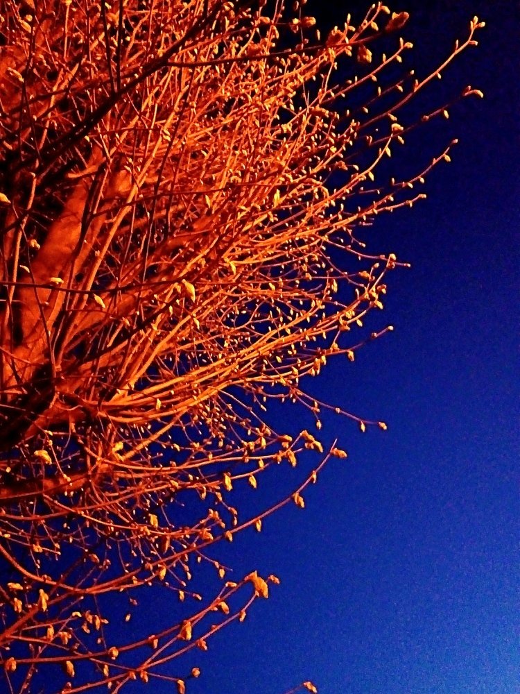 Фотография автора Светлана Дунаева