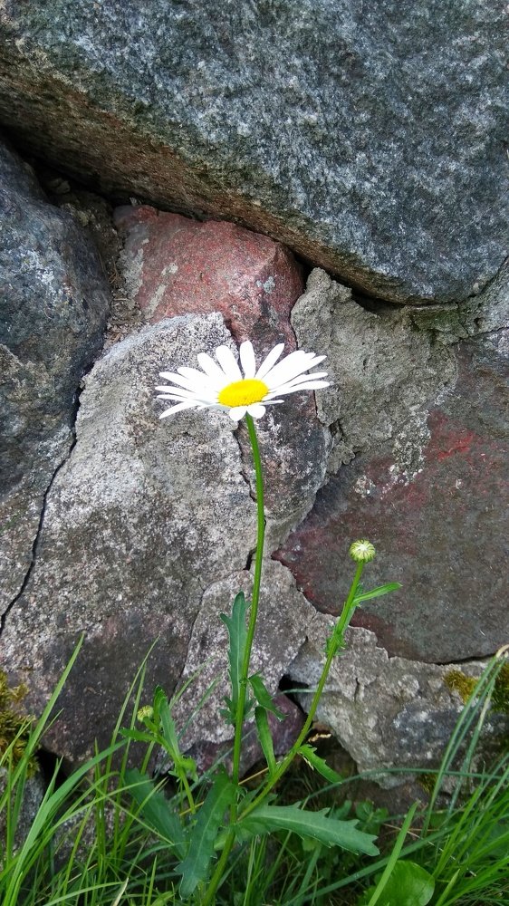 Фотография автора Светлана Дунаева