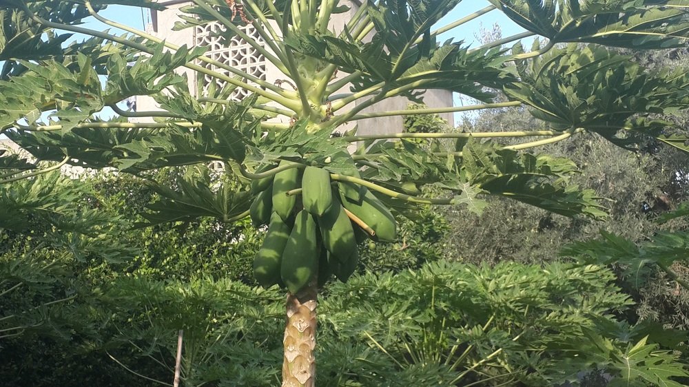 Photograph by mahmoud shihabi moni