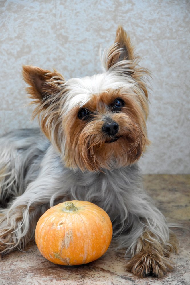 Думал мячик, а это тыква