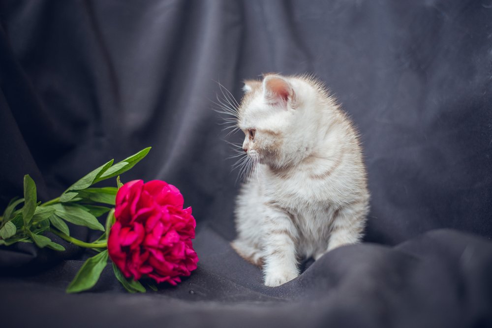 Карамелька и пион