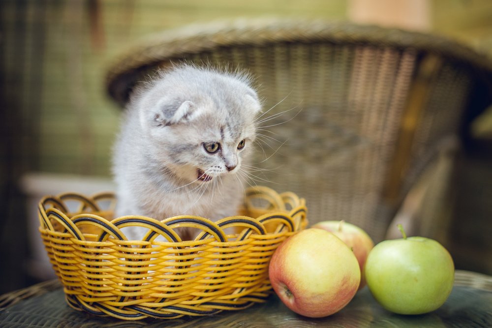 Зефирка в яблоках