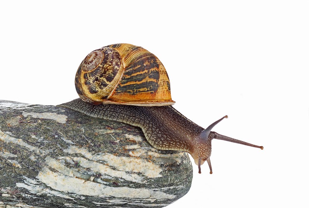 Photograph by Alex Perelman