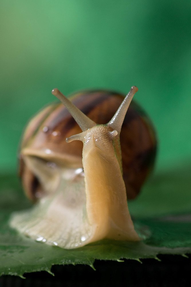 The snail