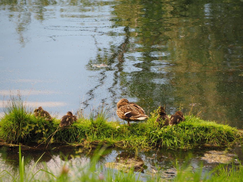 mother duck