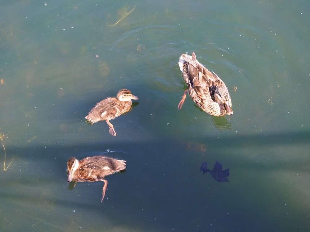 mother duck