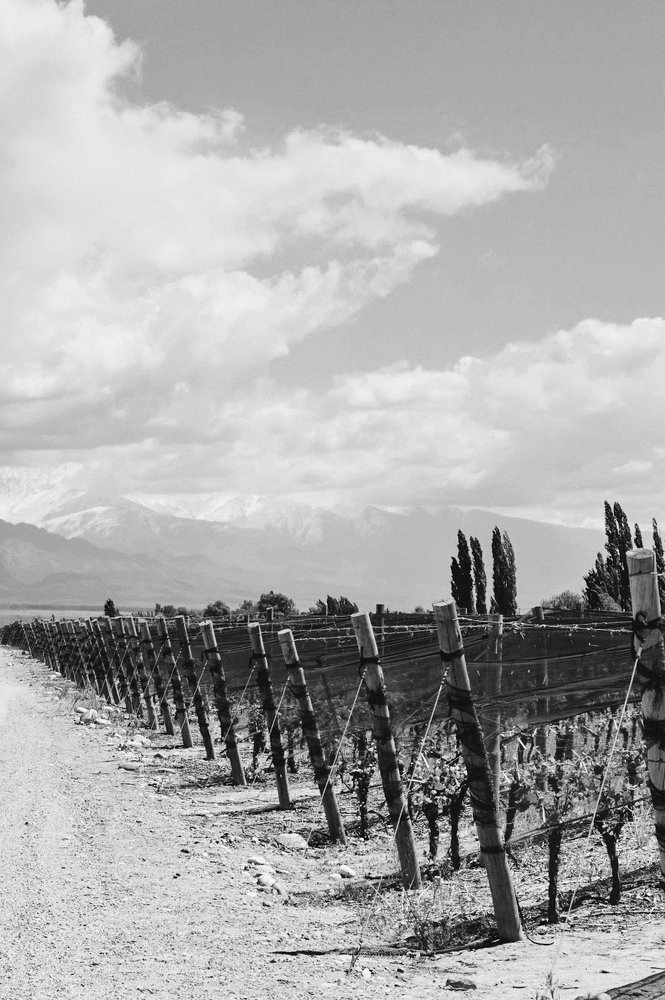 Wine Tasting