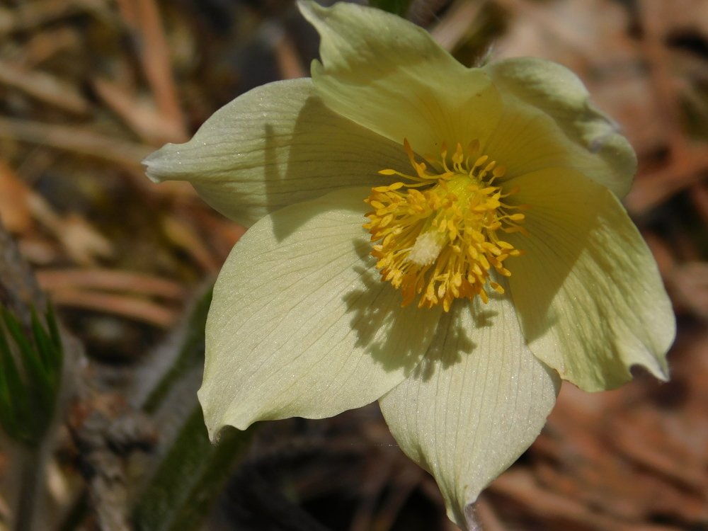 подснежник