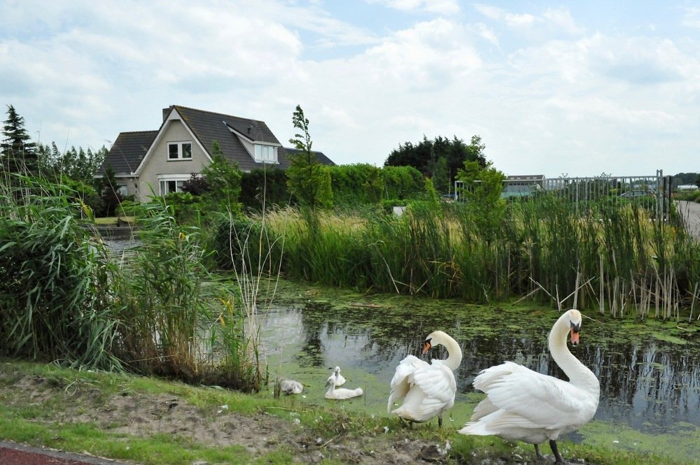 Белое на зеленом