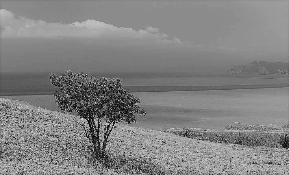 Дерево на Меганоме