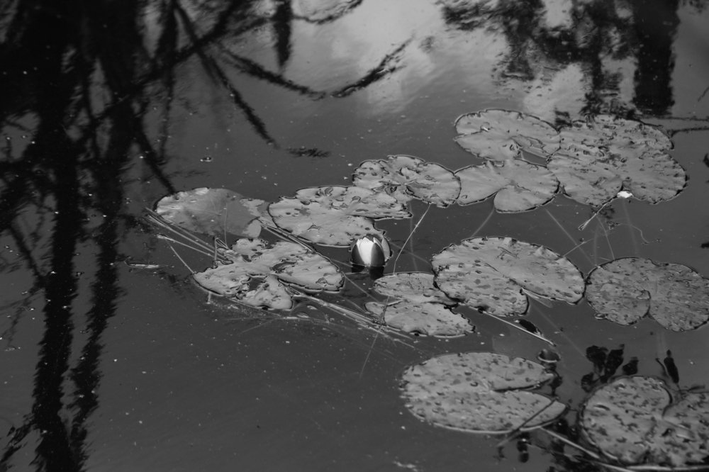 Photograph by Мария Самоловова