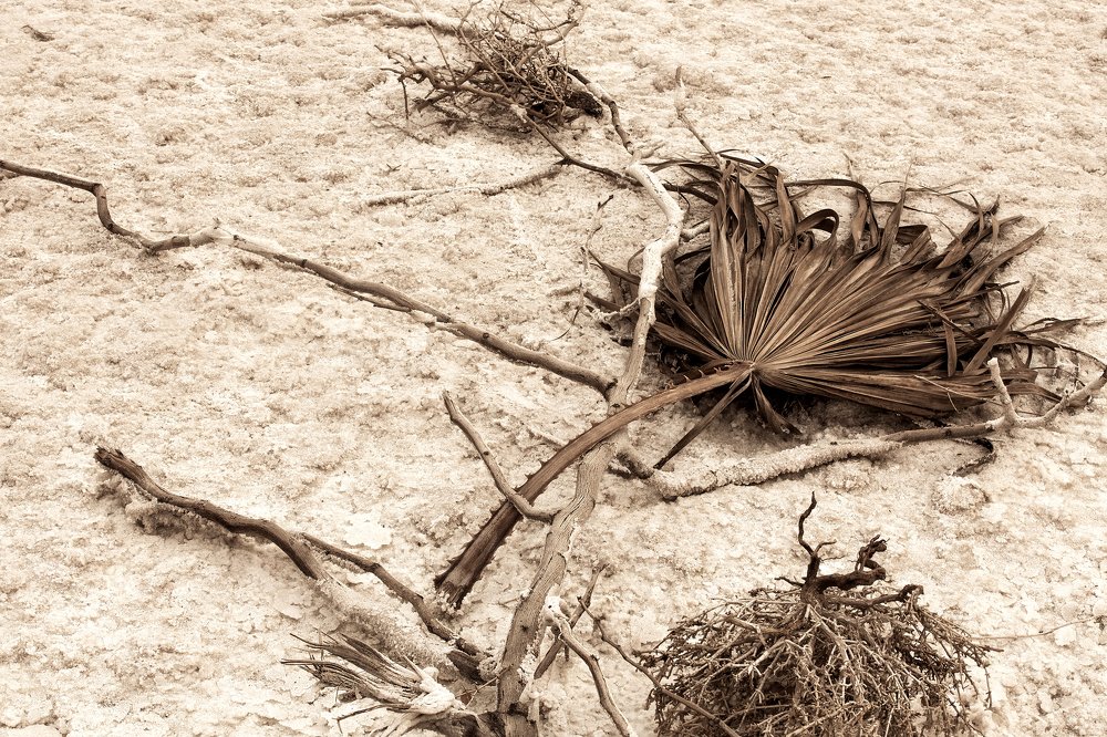 Ground and Dead Plant