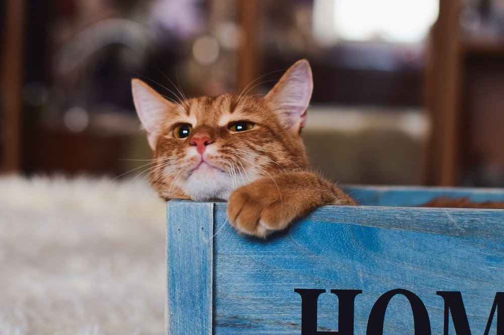 Photograph by Alexandra Kotlyarova