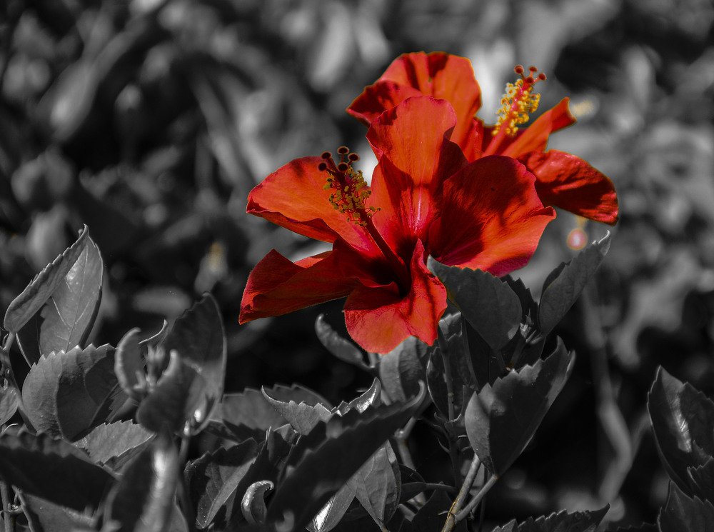 redflower