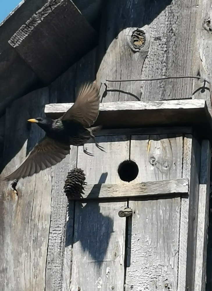 Родитель1, родитель2