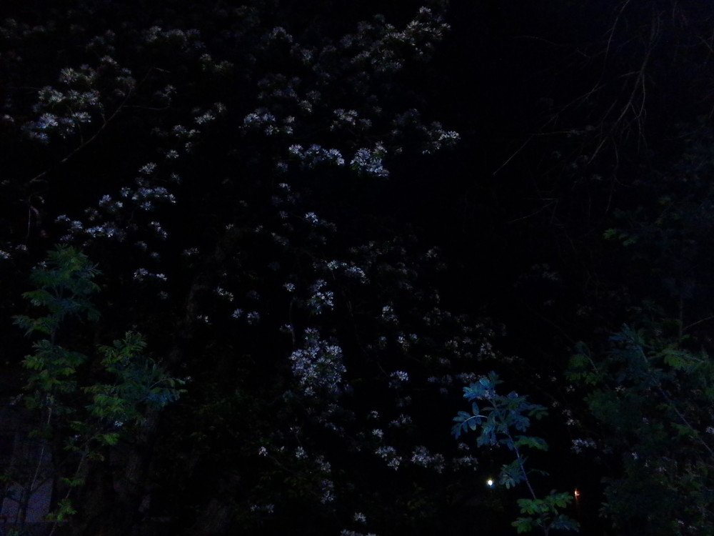 Ночь. Цветущая яблонь