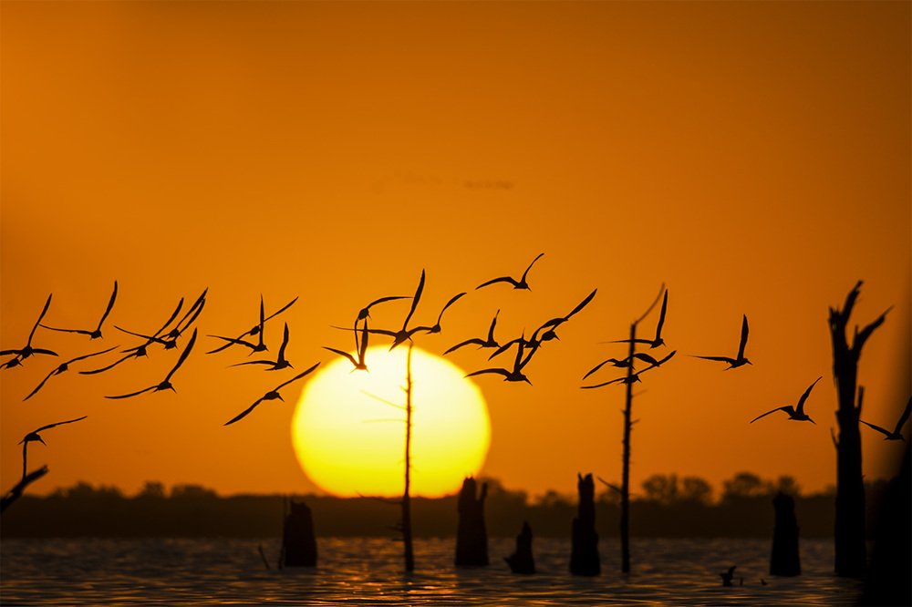Puesta de sol con aves (sunset with birds)
