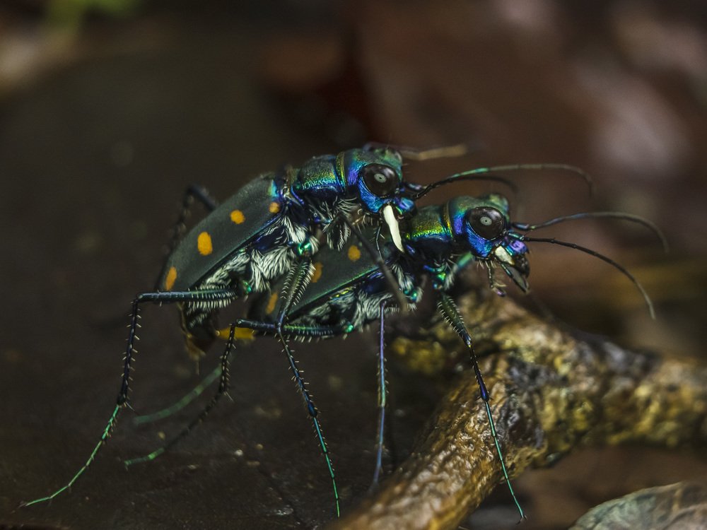 Tiger Beetles