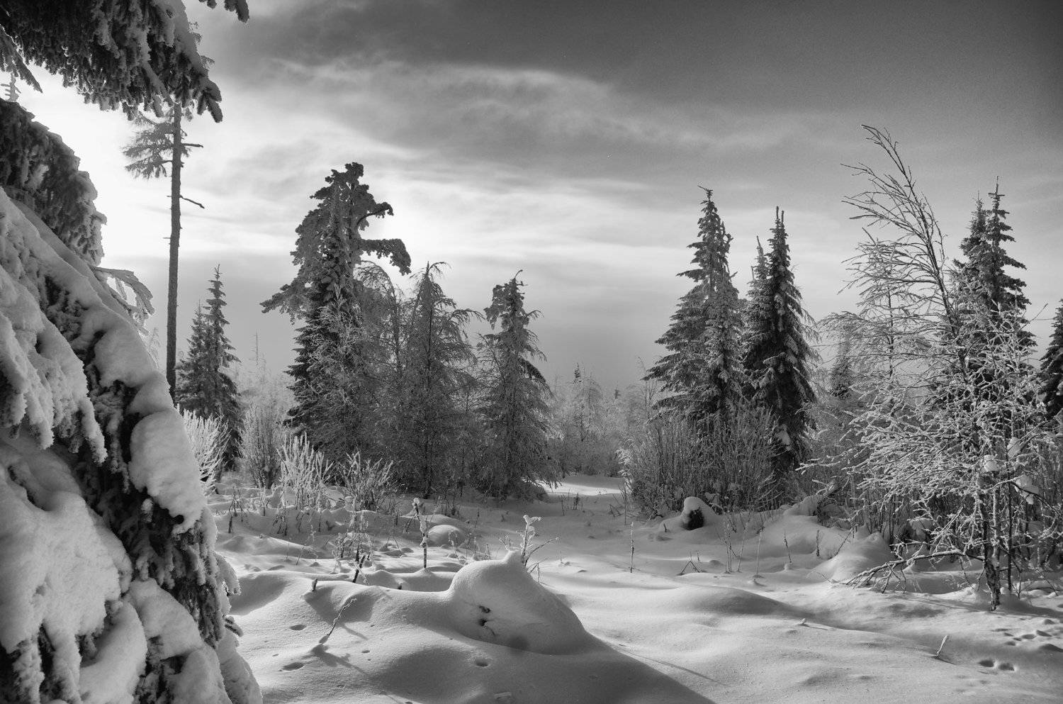 Photo #3205094