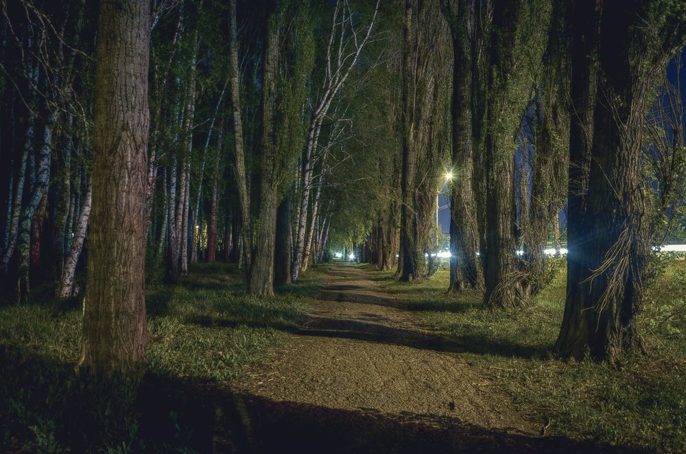 Спящая березовая роща