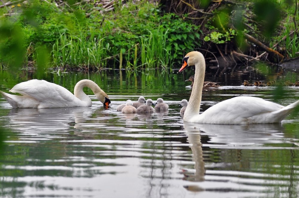 Фотография автора Антип