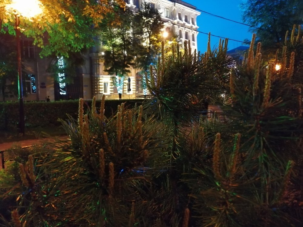 Молодые побеги