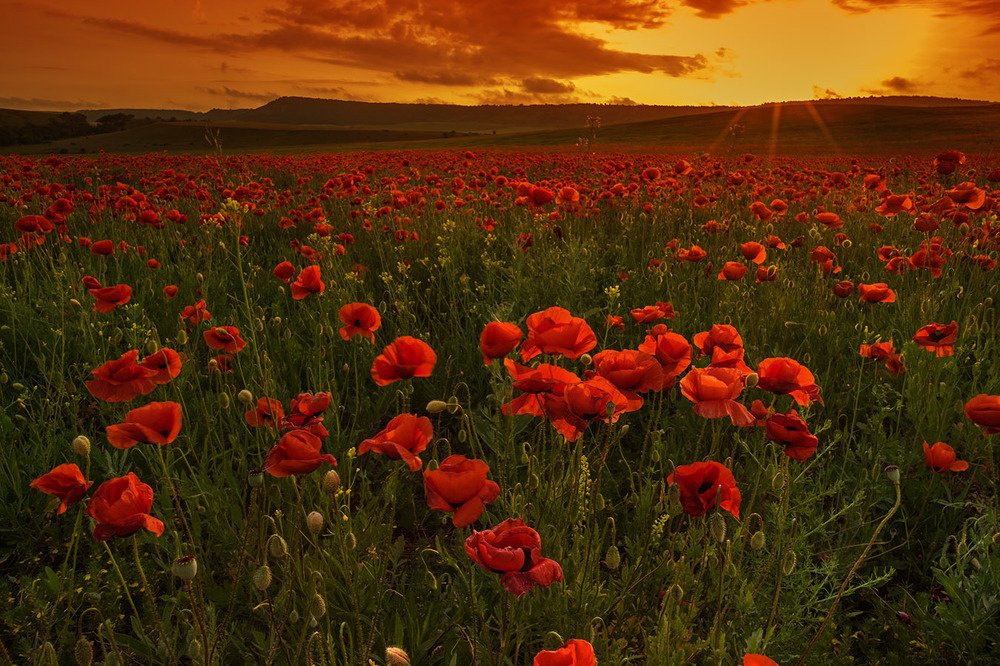 Крымские маки