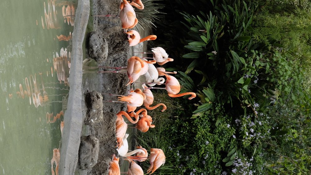 San Diego Zoo