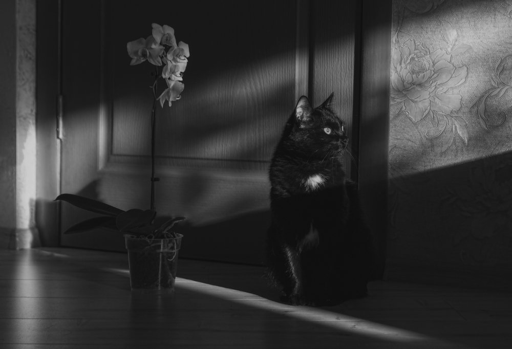 Фотография автора Ольга Сорокина