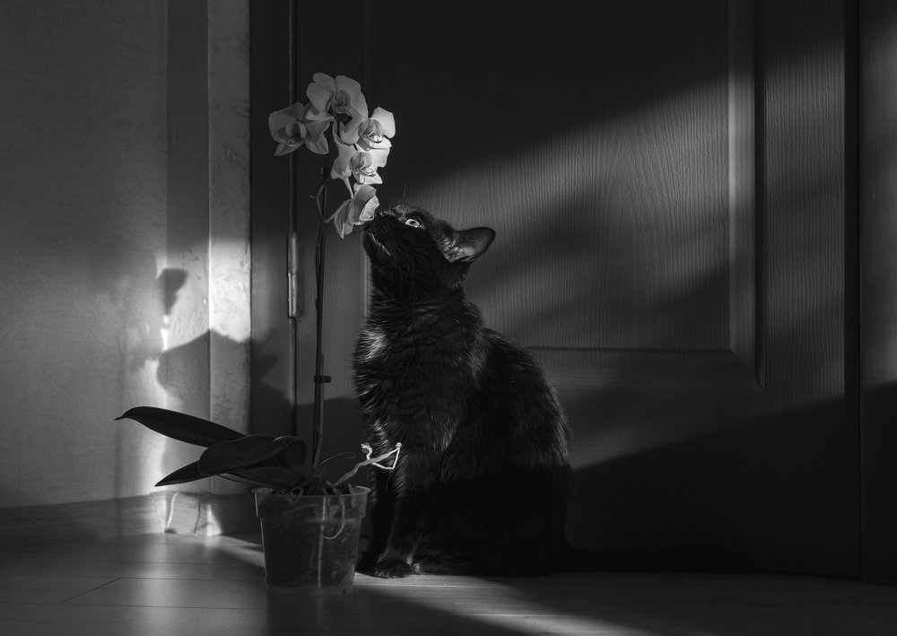 Фотография автора Ольга Сорокина