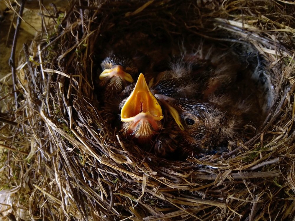 Желторотики