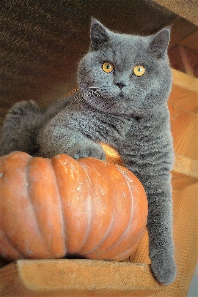 Ответственный за тыкву