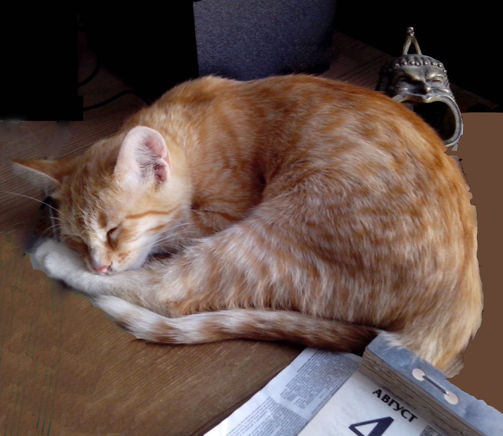 Мой Рыжий кот. (1)