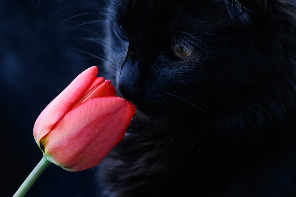 Красное и чёрное