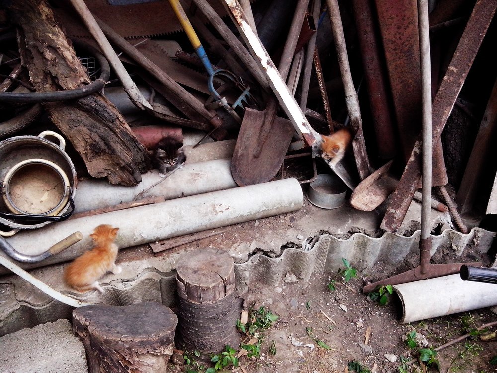 Они родились здесь