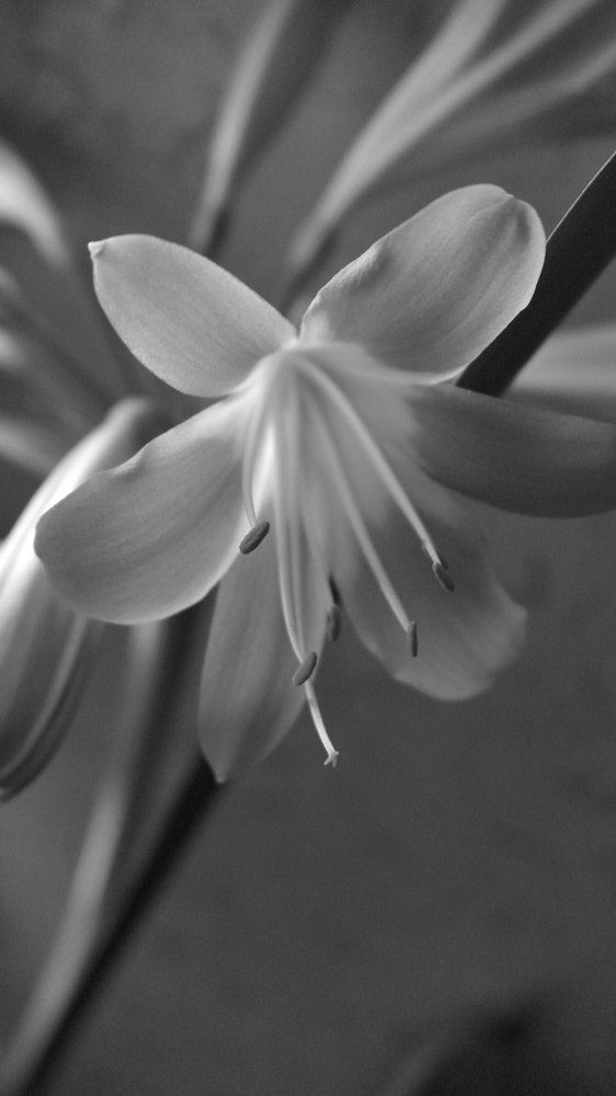 долгожданный цвет