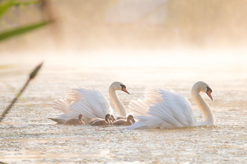 Доброе туманное утро...