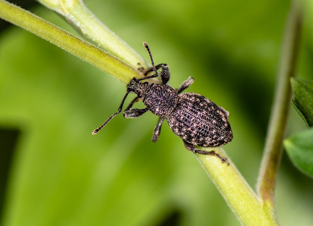 Ещё один, переживший  опрыскивание!