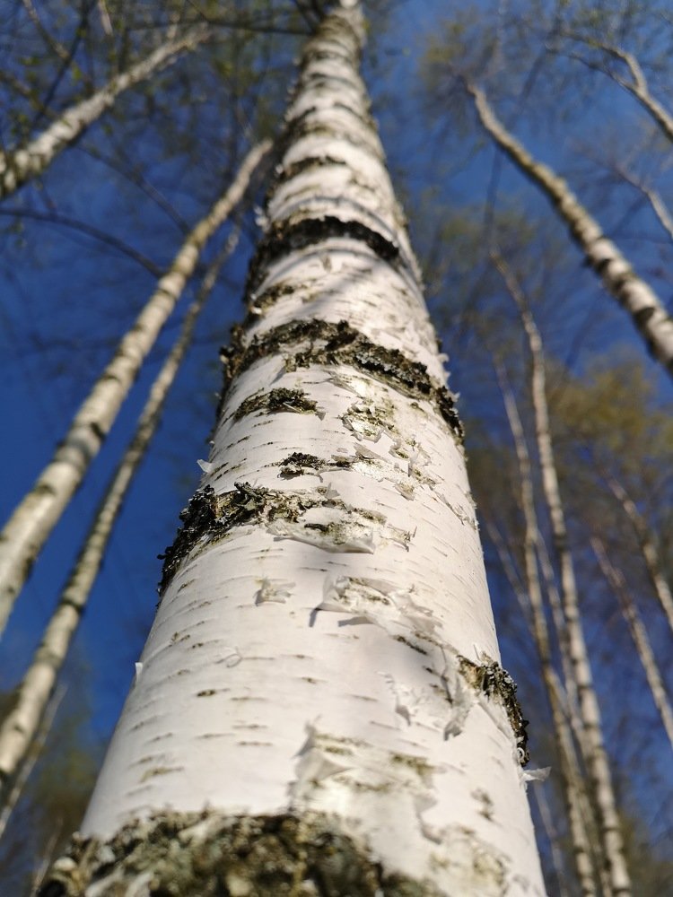 Photograph by Юлия Коробкова
