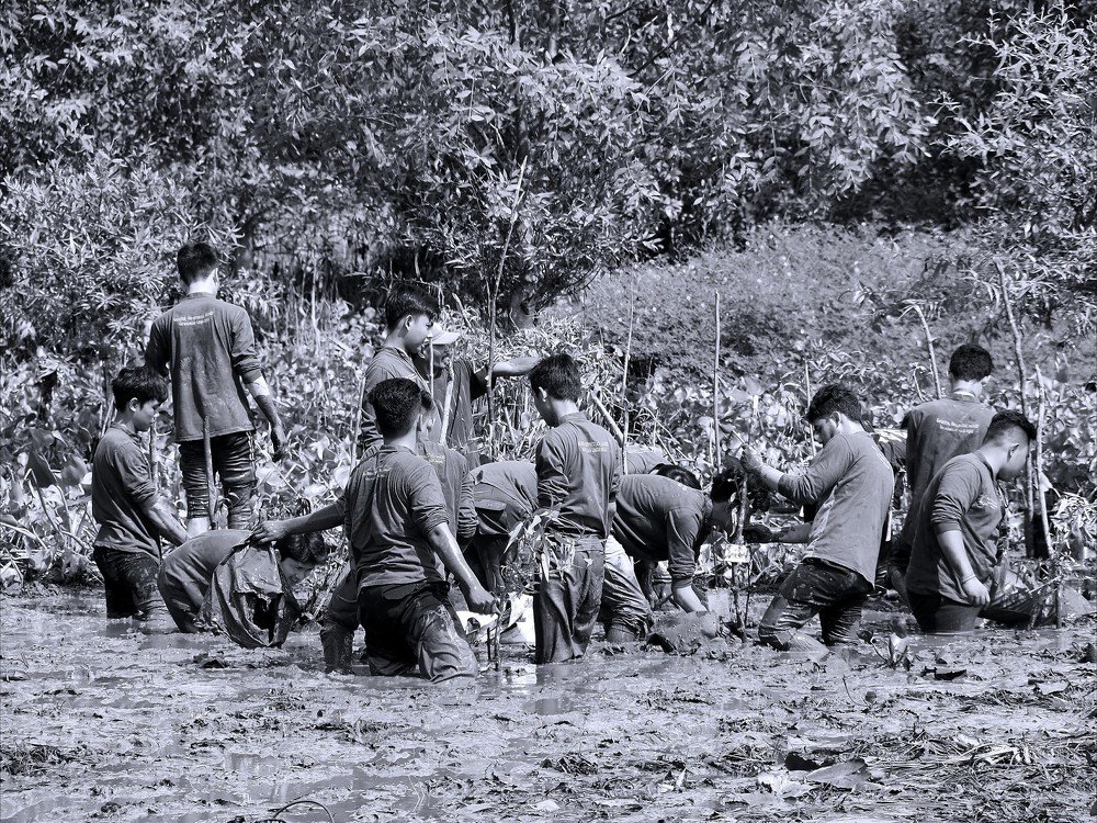 Planting mangrove