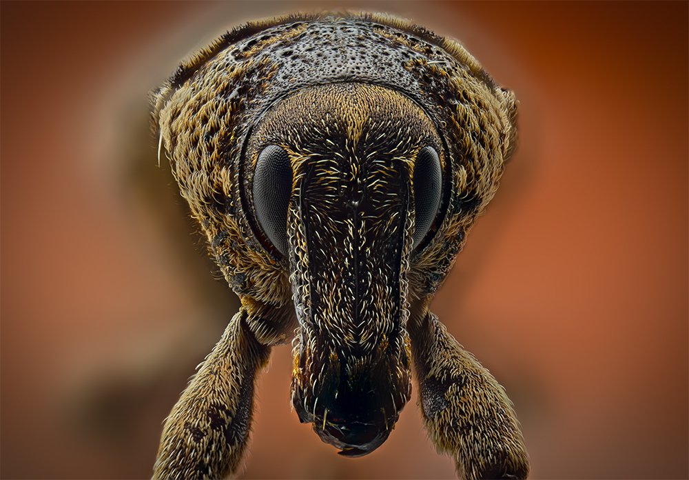 Weevil