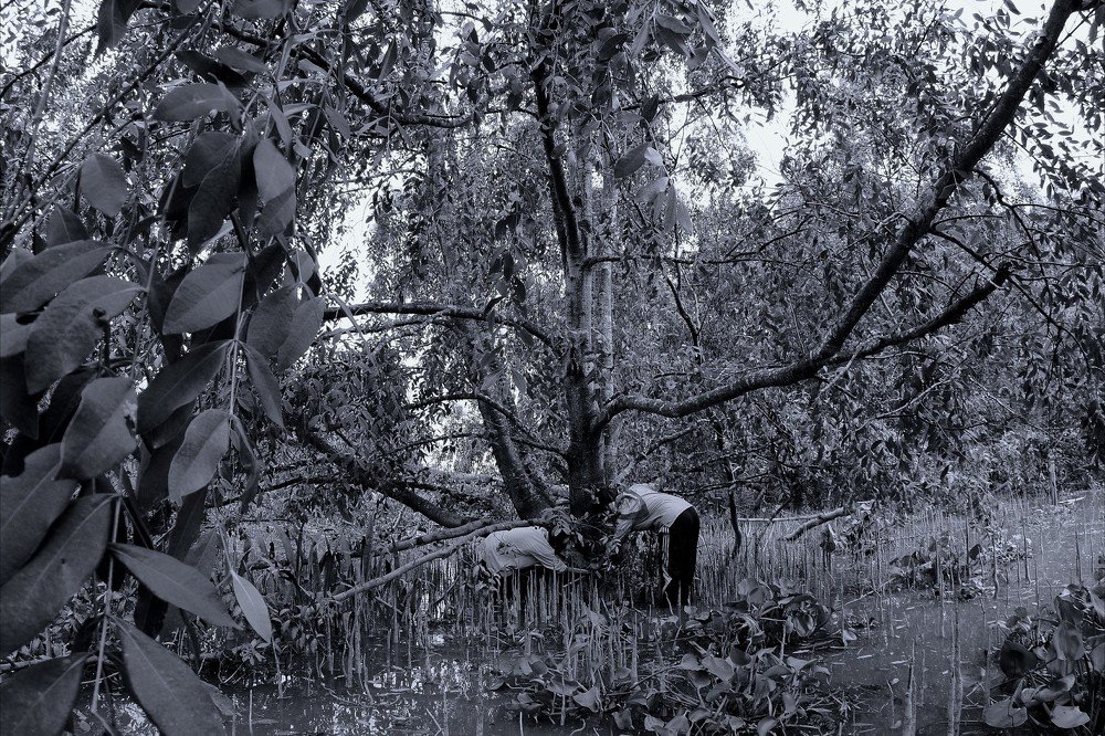 Measuring tree trunks