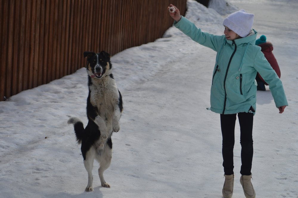 чудеса дрессировки