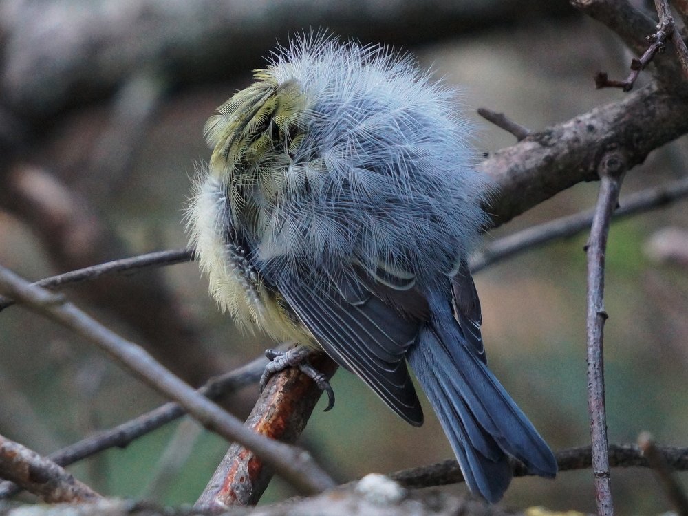Птичий Одуванчик...