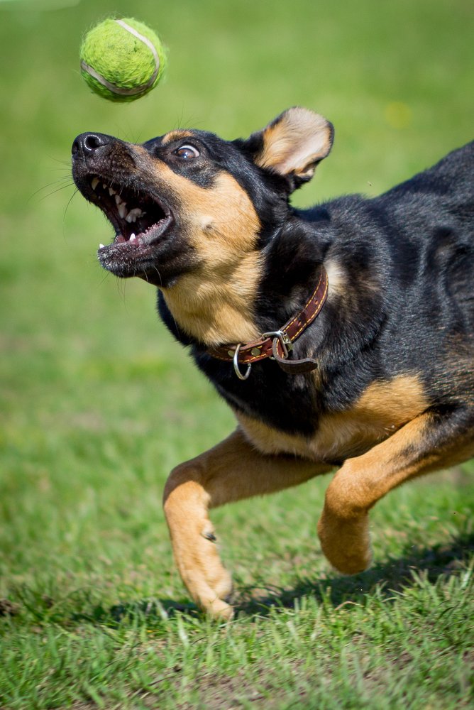 Неуловимый мяч