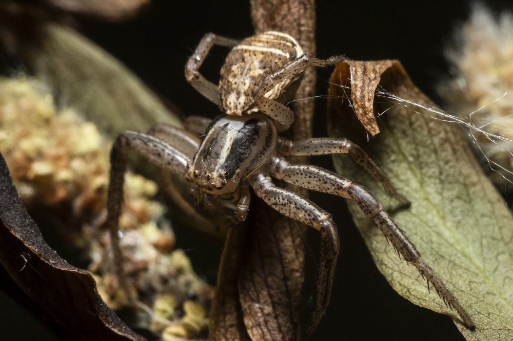 Паук бокоход на охоте.
